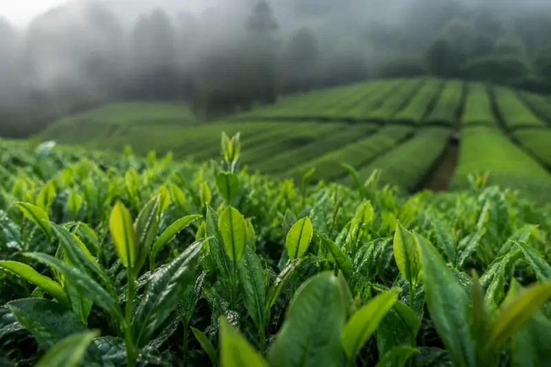 Dew-covered green tea leaves growing in a misty tea field